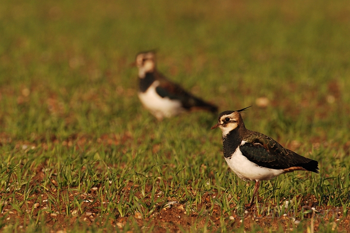 Lapwings in field - F.jpg - Lapwing pair in a field - Norfolk